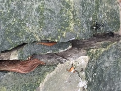 Camponotus pennsylvanicus