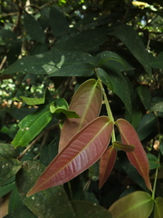 Syzygium munroi