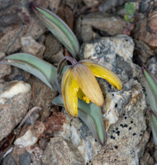 Fritillaria glauca