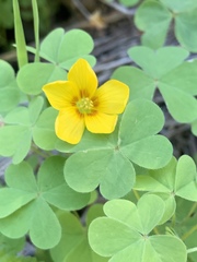 Oxalis suksdorfii