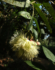 Syzygium munroi