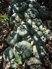 Lophophora diffusa