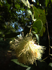 Syzygium munroi