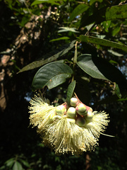Syzygium munroi