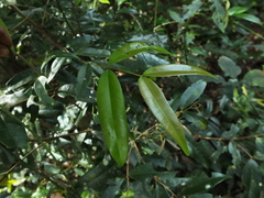 Syzygium rubicundum