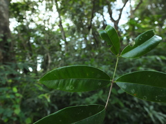 Syzygium rubicundum