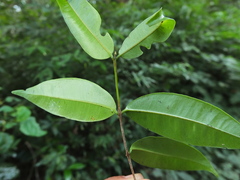 Syzygium rubicundum