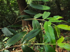 Syzygium rubicundum