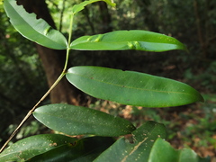 Syzygium rubicundum