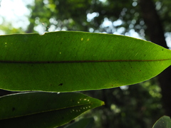 Syzygium rubicundum