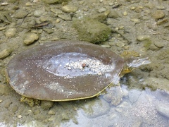 Apalone spinifera guadalupensis
