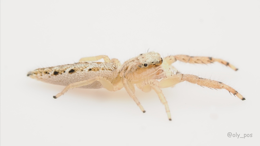 Mendoza ryukyuensis