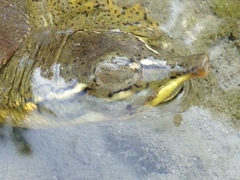 Apalone spinifera guadalupensis