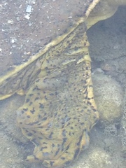 Apalone spinifera guadalupensis