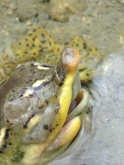 Apalone spinifera guadalupensis