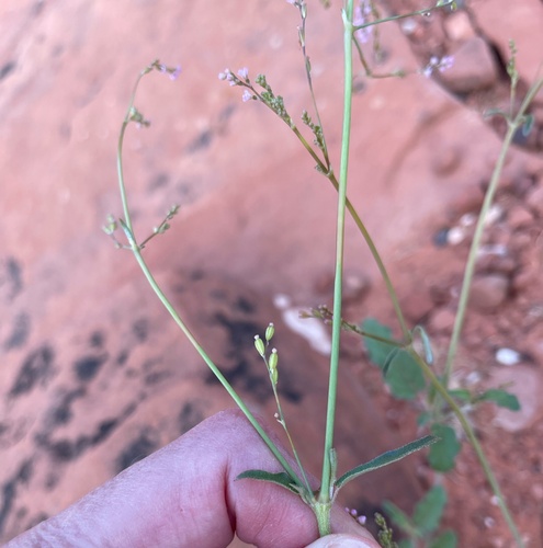 Image of Boerhavia coulteri by no rights reserved