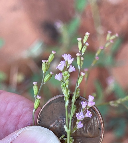 Image of Coulter's Spiderling (Boerhavia coulteri) by no rights reserved