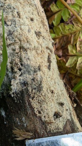 Botryohypochnus isabellinus