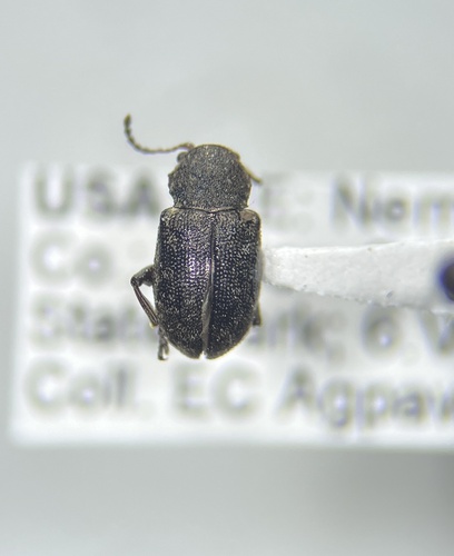 Southern Corn Leaf Beetle
