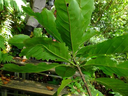 Elaeocarpus multiflorus iNat (1)