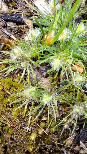 Image of Centrolepis strigosa by no rights reserved