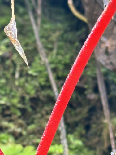 Begonia balmisiana, photograph 6