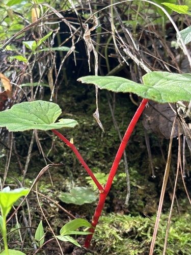 Begonia balmisiana, photograph 5