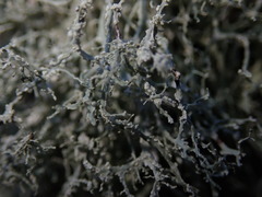 Ramalina peruviana