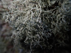 Ramalina peruviana