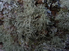 Ramalina peruviana