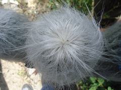 Cephalocereus senilis