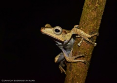 Polypedates otilophus