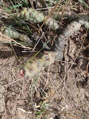 Tephrocactus articulatus