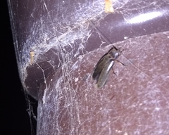 Lamprohiza splendidula