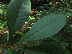 Strobocalyx arborea