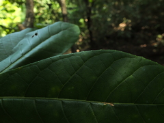 Strobocalyx arborea