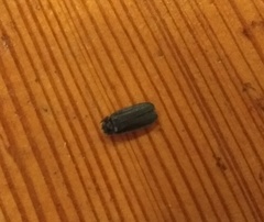 Lamprohiza splendidula