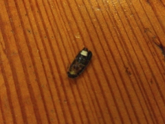 Lamprohiza splendidula