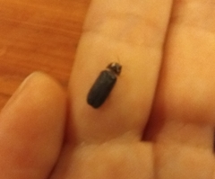 Lamprohiza splendidula