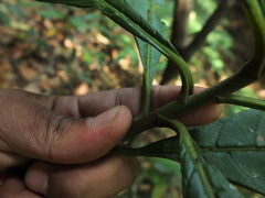 Strobocalyx arborea