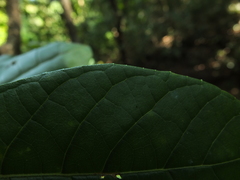 Strobocalyx arborea
