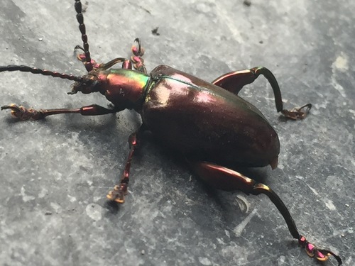 Frog-legged leaf beetle