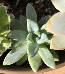 Graptopetalum
