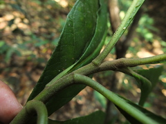 Strobocalyx arborea