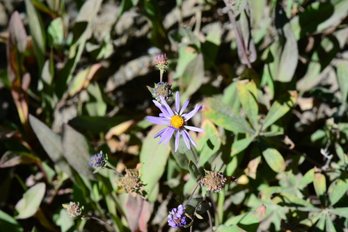 Image of Symphyotrichum foliaceum by no rights reserved