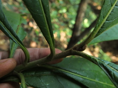 Strobocalyx arborea