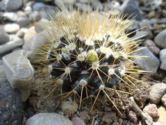Mammillaria nivosa