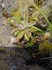 Thompsonella minutiflora, photograph (c) Irving Merino, some rights reserved (CC BY)