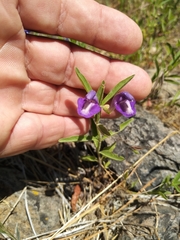 Scutellaria siphocampyloides