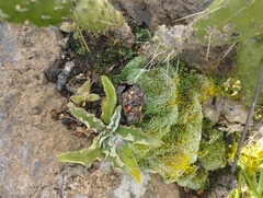 Thompsonella minutiflora, photograph (c) Irving Merino, some rights reserved (CC BY)